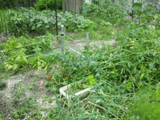 20120707.gif